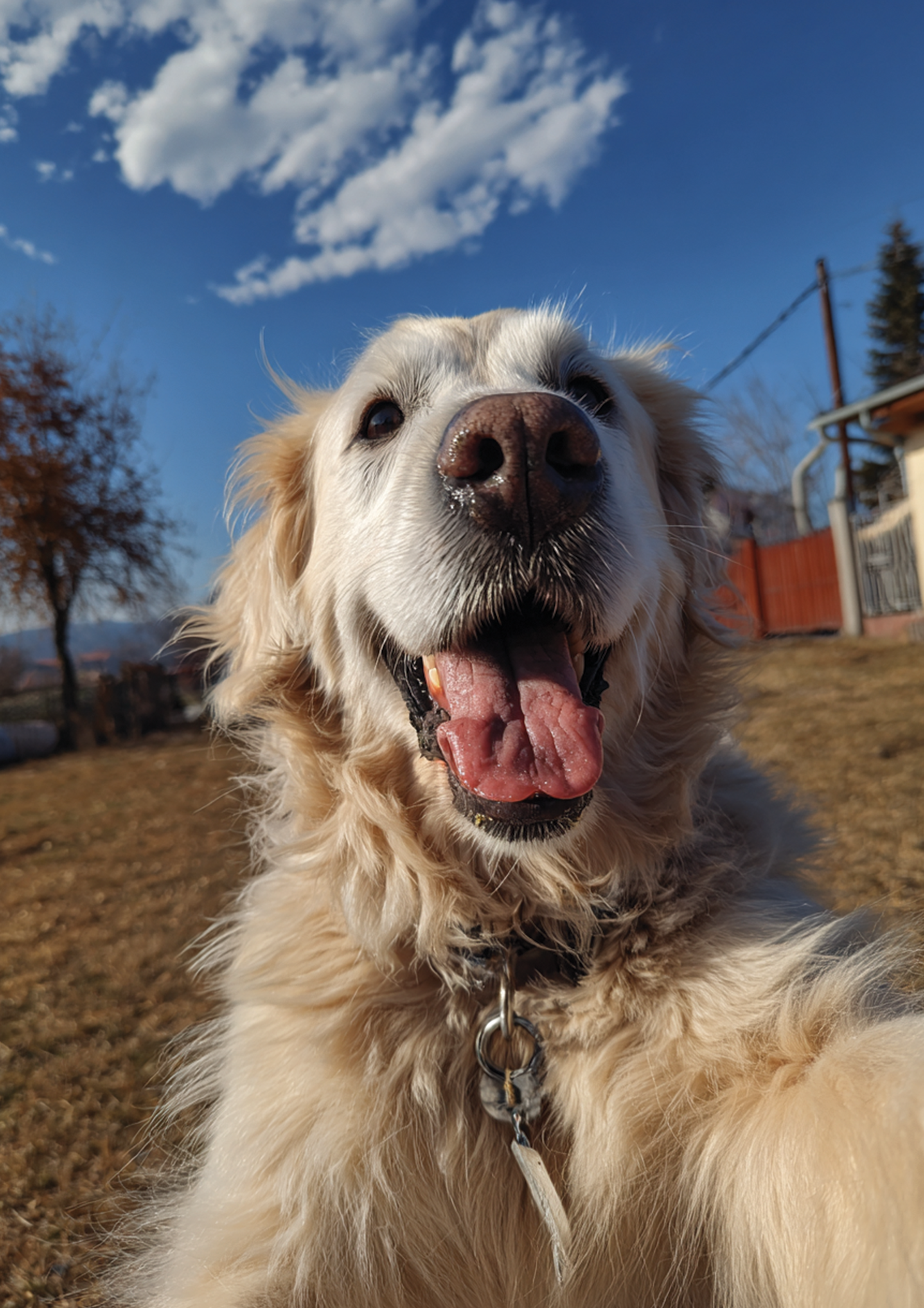 Golden Retriever Selfie 3 metal poster artwork